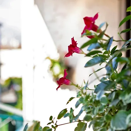 Apartament Casa Di Maddalena *